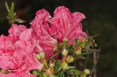 Azalea